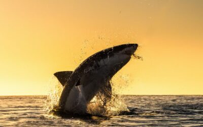 Orci sau balenele ucigase. Creatura de care se tem rechinii albi