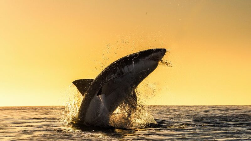Orci sau balenele ucigase. Creatura de care se tem rechinii albi