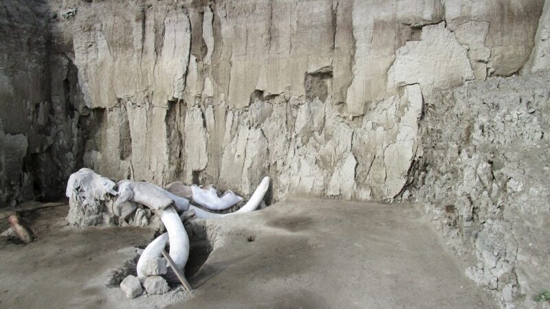 Sute de oase de mamut, descoperite in Mexic, sub santierul unui viitor aeroport